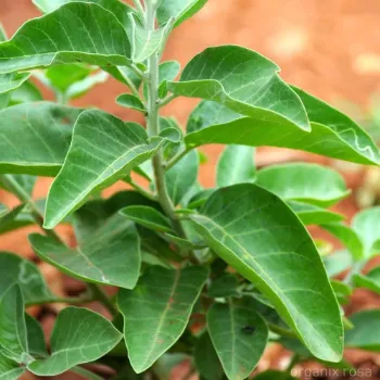 Ashwagandha Herbal Plant